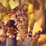 Antaloczy Winery&apartments Apartment
