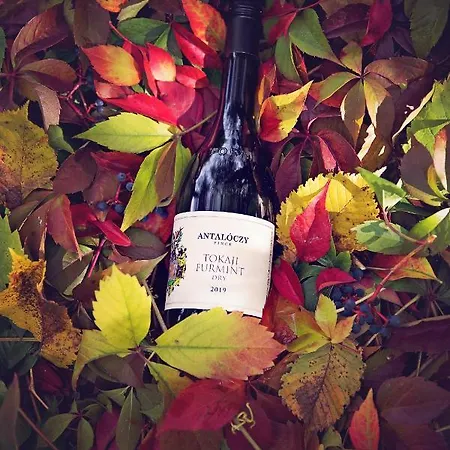 Antaloczy Winery&apartments Апартаменты Токай