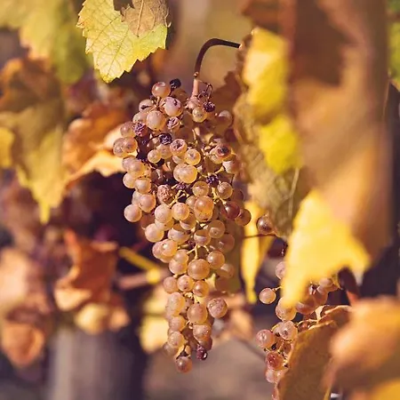 Antaloczy Winery&apartments Апартаменты