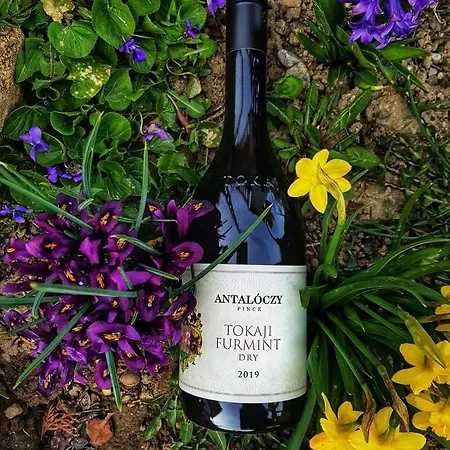 Antaloczy Winery&apartments Апартаменты Токай