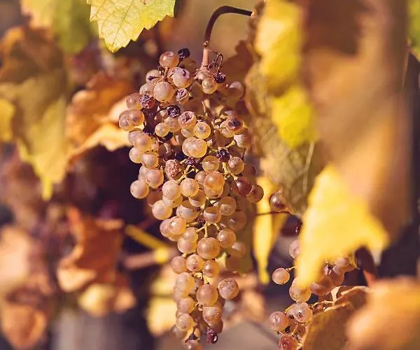 Antaloczy Winery&apartments Διαμέρισμα